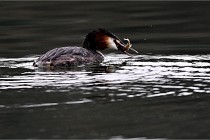 Z9 La Vallière 22-03-01 0563  Photo A CG