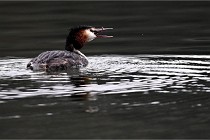 Z9 La Vallière 22-03-01 0565  Photo A CG