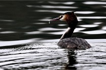 Z9 La Vallière 22-03-01 0573  Photo A CG