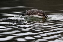 Z9 La Vallière 22-03-01 0601  Photo A CG