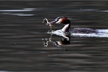 Z9 La Vallière 22-03-01 0606  Photo A CG