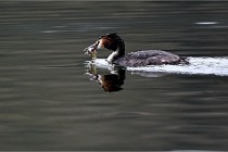 Z9 La Vallière 22-03-01 0608  Photo A CG