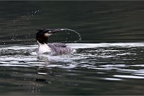 Z9 La Vallière 22-03-01 0615  Photo A CG