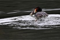 Z9 La Vallière 22-03-01 0620  Photo A CG