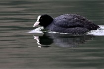 Z9 La Vallière 22-03-01 0663  Photo A CG