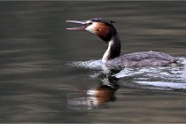 Z9 La Vallière 22-03-01 0688  Photo A CG