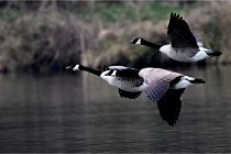 Z9 La Vallière 22-03-01 0728  Photo A CG