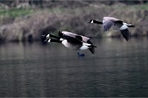 Z9 La Vallière 22-03-01 0730  Photo A CG