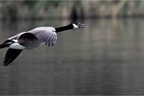 Z9 La Vallière 22-03-01 0736  Photo A CG