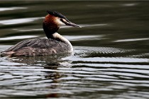 Z9 La Vallière 22-03-01 0774  Photo A CG