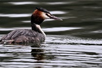 Z9 La Vallière 22-03-01 0796  Photo A CG