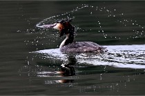 Z9 La Vallière 22-03-01 0806  Photo A CG