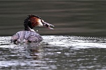 Z9 La Vallière 22-03-01 0817  Photo A CG