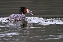 Z9 La Vallière 22-03-01 0819  Photo A CG