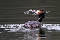 Z9 La Vallière 22-03-01 0821  Photo A CG