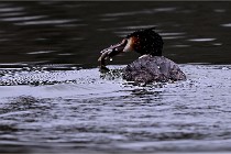 Z9 La Vallière 22-03-01 0833  Photo A CG