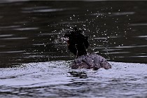 Z9 La Vallière 22-03-01 0835  Photo A CG