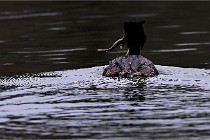 Z9 La Vallière 22-03-01 0838  Photo A CG