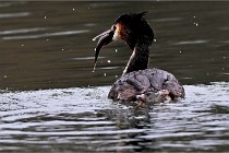 Z9 La Vallière 22-03-01 0844  Photo A CG