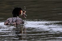 Z9 La Vallière 22-03-01 0849  Photo A CG