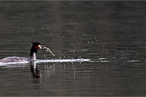 Z9 La Vallière 22-03-01 0872  Photo A CG