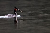 Z9 La Vallière 22-03-01 0876  Photo A CG