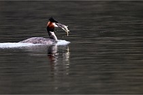 Z9 La Vallière 22-03-01 0877  Photo A CG