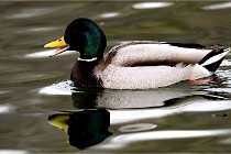 Z9 La Vallière 22-03-01 0920  Photo A CG