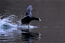 Z9 La Vallière 22-03-01 0936  Photo A CG