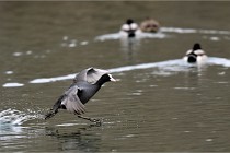 Z9 La Vallière 22-03-01 0959  Photo A CG