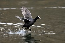 Z9 La Vallière 22-03-01 0960  Photo A CG