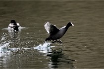 Z9 La Vallière 22-03-01 0962  Photo A CG