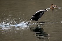 Z9 La Vallière 22-03-01 0963  Photo A CG