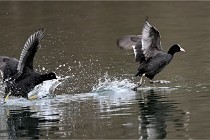 Z9 La Vallière 22-03-01 0964  Photo A CG