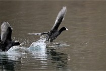 Z9 La Vallière 22-03-01 0965  Photo A CG