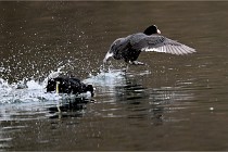 Z9 La Vallière 22-03-01 0966  Photo A CG