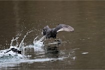 Z9 La Vallière 22-03-01 0967  Photo A CG