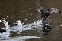 Z9 La Vallière 22-03-01 0968  Photo A CG