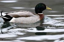 Z9 La Vallière 22-03-01 0973  Photo A CG