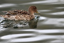 Z9 La Vallière 22-03-01 0974  Photo A CG