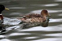 Z9 La Vallière 22-03-01 0976  Photo A CG