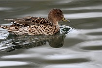 Z9 La Vallière 22-03-01 0977  Photo A CG