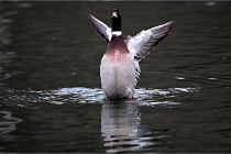 Z9 La Vallière 22-03-01 0990  Photo A CG