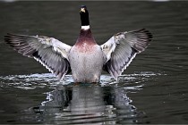 Z9 La Vallière 22-03-01 0991  Photo A CG