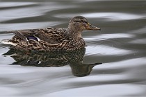 Z9 La Vallière 22-03-01 1021  Photo A CG