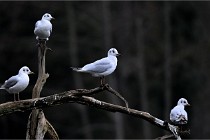 Z9  Grouchy 22-03-03 003  Photo A CG