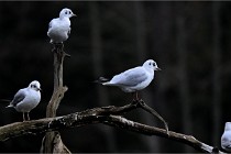 Z9  Grouchy 22-03-03 011  Photo A CG