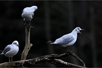 Z9  Grouchy 22-03-03 012  Photo A CG