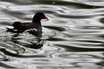 Z9  Grouchy 22-03-03 020  Photo A CG