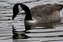 Z9  Grouchy 22-03-03 021  Photo A CG